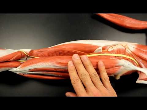 MUSCULAR SYSTEM ANATOMY: Posterior thigh region muscles model description. Somso