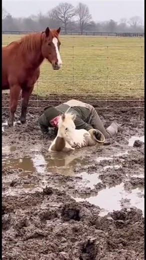 Farmer Slips Into Mud While Rescuing Baby Foal