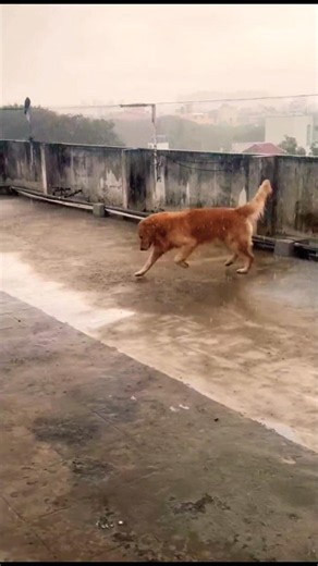Rainy Day Zoomies! 🌧️🐶 | Dog Dances with Joy in the Rain ❤️😂 #santhanamuthugeditvideos
