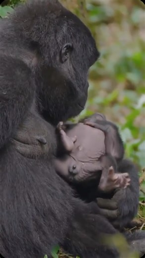 24 reactions | What is the Best Gorilla Safari Package in Ugandan and...