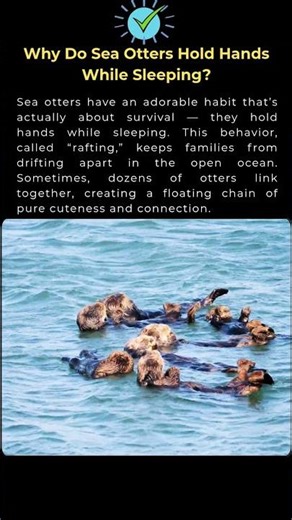 Why Do Sea Otters Hold Hands While Sleeping?