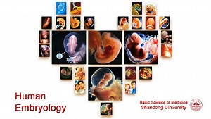 Human Embryology