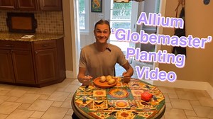 Allium bulb planting demonstration: Tutorial on how to plant fall bulbs