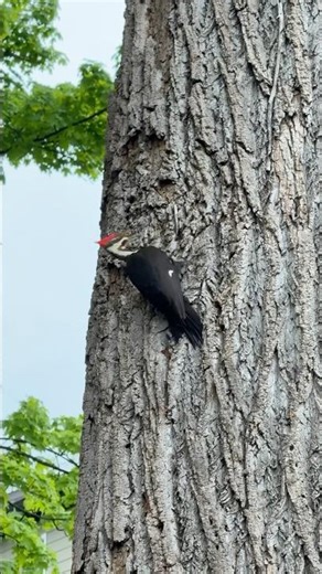 Epic Woodpecker at Work 🔴 Nature Close-Up | Satisfying Pecking Sounds