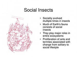 Social Insects - SlideServe