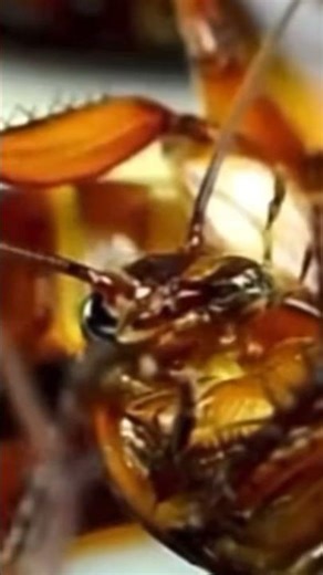 Eliminate cockroaches with charcoal #cockroaches #diy #pestcontrol