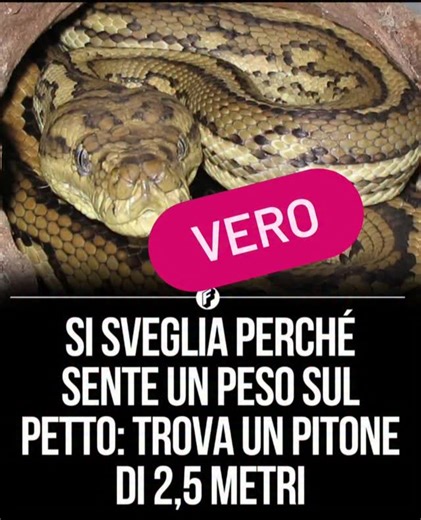 CinziaCoach Lamicadellaverita | IO SAREI MORTA DALLO SPAVENTO SÌ LA STORIA È REALE. È stata riportata da diverse testate giornalistiche internazionali: una donna di... | Instagram