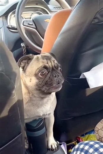 Funny Pug Moments That Will Make You Laugh