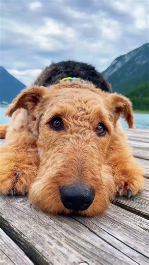 Top 5 Underrated Dogs With Real K9 Potential