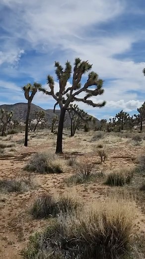 SoCal Outdoor Explorer on Instagram: "Remembering the legendary Gram Parsons, a trailblazer of country rock, whose journey ended tragically on September 19, 1973, in a motel room marked by the shadows of addiction. Despite his untimely passing, Parsons’ story took an unexpected turn when his friend, Phil Kaufman, intercepted his body, steering it to Joshua Tree National Park. There, amidst the desert’s embrace, Parsons found a final resting place in flames, fulfilling a pact made in life. Today,