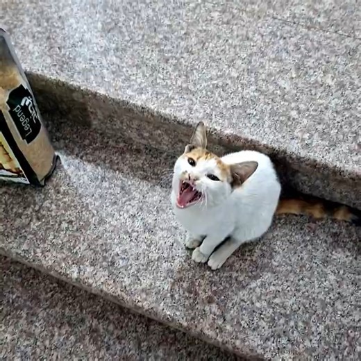 Why Is This Cat Opening Its Mouth? 😹🐾 #shorts