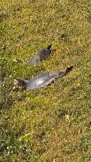 Softshell Turtles Bask in Sun with Heads Up in Grass by Lake at Solary Park! Oviedo, Florida