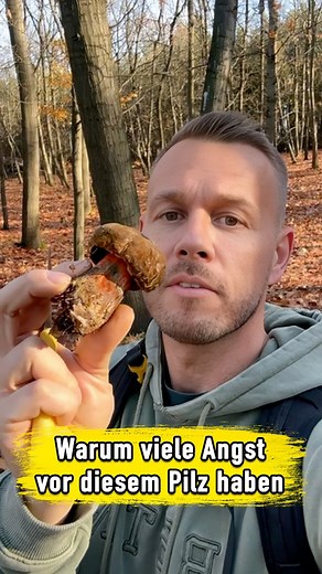 622K views · 6.9K reactions | Dieser Pilz wird sehr gerne im Wald gelassen, da viele Menschen Angst vor ihm haben und denken es sei ein Giftpilz. Die Rede ist vom Hexenröhrling. Dieser Pilz ist ein super Speisepilz, wirkt jedoch auf den ersten Blick sehr abschreckend. #hexenröhrling #pilzzeit #pilz #pilzliebe #fungi #mushrooms #wald #herbstzeit #nature | Ingo Mogel | Facebook