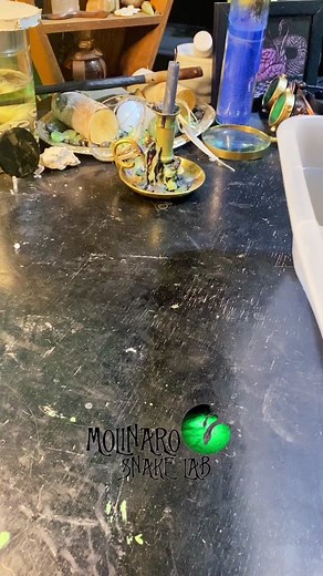 🐍 Ball Pythons Hatching! 🧪 👉🏼Check Out My New Children’s Book!! “What’s in Dr. Serpenstine’s Lab” Available at: www.barnesandnoble.com 👉🏼 Shop: www.molinarosnakelab.com 👉🏼 I will be at Animal Con USA this September! Use promocode MOLINARO10 to save $10 on your tickets!! See you there! www.animalconusa.com @AnimalCon.USA #molinarosnakelab #snakes #animalconusa #author #fyp #whatsindrserpenstineslab #ballpython #royalpython #educator #childrensbook #pythonregius #python #pison #pyton #pito