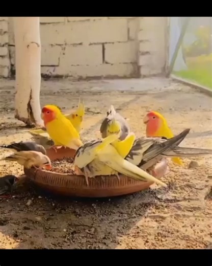 sparrow #eating food #like #birds #views_viral_video_subscribers_grow