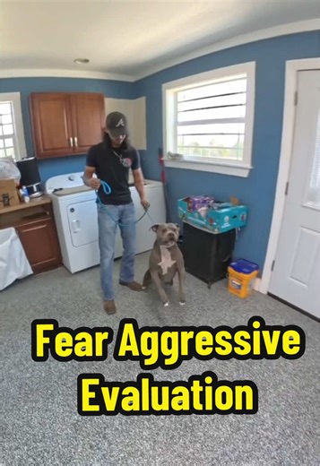 Understanding Fear Aggression in Pitbulls
