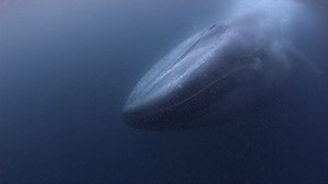 Ultra HD Animals Video Stock Footage