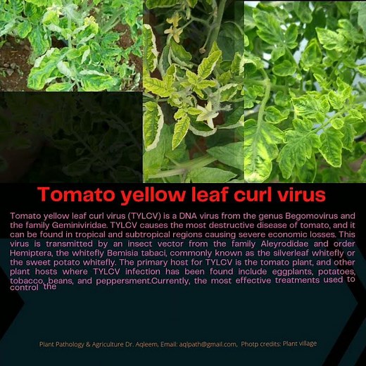 Tomato yellow leaf curl virus