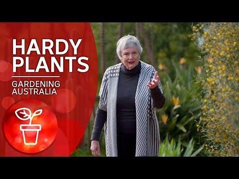 Hardy plants for an Australian summer