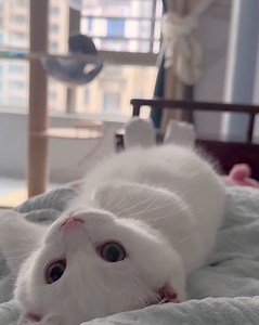 La Belle Musique on Reels