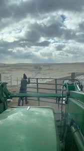 Wyoming blows today! Love watching the hay blow away. 😂😂 #wyoming #wind #cattle #ranch #hay #ranchlife #ourwyominglife | Our Wyoming Life