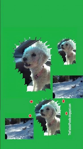 Dog Barking JINGLE BELLS #jinglebells #christmas #christmasmusic #christmasgreeting #cute #cutedog