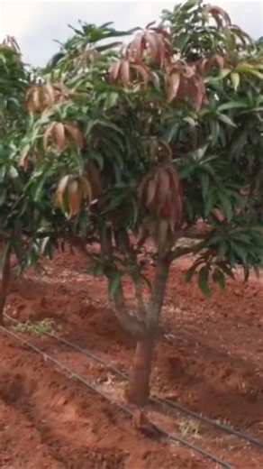 Mango pruning #mang#kesar #mangocrop #farming