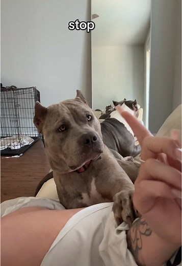 American Bully Puppies: A Guide to XL Bully Breeds