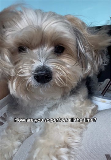 #yorkie #maltese #dogtok #cutedog #dogsoftiktok