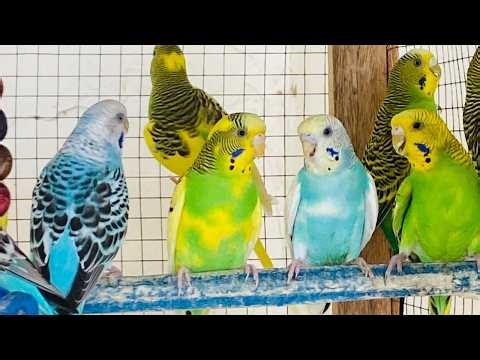 Most Beautiful Budgie Sounds Ever 🎶🌈 | Cute Parakeet Love Voices