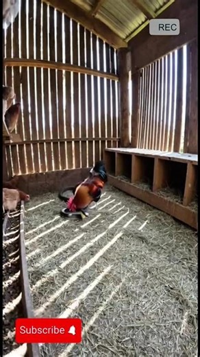 Rooster vs Snake — You Won’t Believe Who Wins!