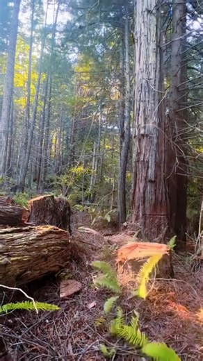 The master logger’s superior skills #asmr #satisfying #tree #giant #oddlysatisfyingvideo #fyp #usa🇺🇸 | Agriculture &Tree-cutting