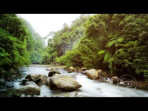 Scenic River & Forest Views 🌿 Soft Background Music for Relaxation & Focus