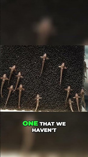 RARE Red Lizard Whiptails | Unique Catfish