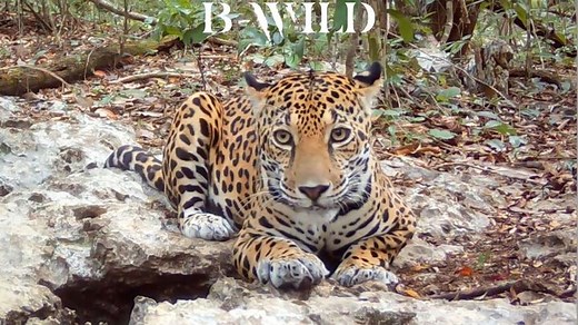 3.3M views · 10K reactions | Our best videos with its natural ambient sound. Pop up the volume! "Let's celebrate life" Campeche, Mexico BWILD | BWILD | Facebook