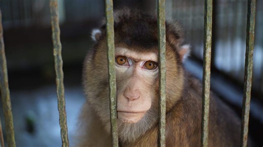 The CDC Is Ending Testing on Monkeys. Here's What We Know.