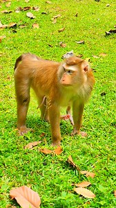2.9K views · 66 reactions | "Naughty baby monkey jumps on mama’s back, pulling her hair like reins." ‍ | Monkey love | Facebook