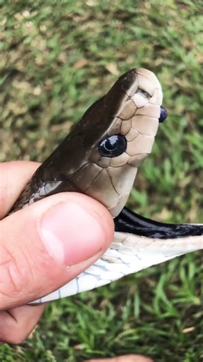 The black mamba #snake #shorts