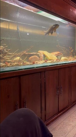 Hoplias black wolf fish new tank upgrade!!!