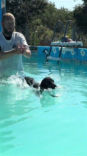 6 month old sprocker spaniel puppy Lily loves her mummy 💦🇬🇧🐾💕