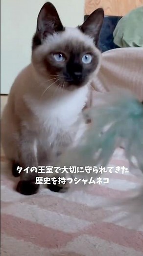 シャム猫の歴史と特徴、遺伝子について #しゃむねこ #ネコ #cat #子ネコ #保護猫 #猫のいる暮らし #子猫 #猫好きさんと繋がりたい #ねこのいる生活 #ねこ #ねこのいる生活