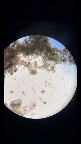 Mind-Blowing Views Under the Microscope