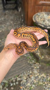 Loving the reds on this Black Pastel YB Clown! 😍🥰 | Arcandrez Ball Pythons