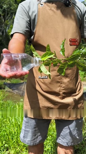 New Plum Tree Propagation Method Survival Rate Close to 100%#PlumTree #GardeningTips #PlantCare