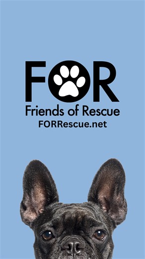 It’s #TabbyTuesday, and our stripes are on full display! 🐾💛 From playful kittens to affectionate adults, these beautiful tabbies are ready to bring joy, purrs, and plenty of snuggles into your home. Each one has their own unique personality—but they all have one thing in common: they’re waiting for you! 🎥 Check out this video to meet all our adoptable tabbies, then visit our website to fill out an adoption application and make one (or two!) part of your family today. #TabbyLove #AdoptDontShop