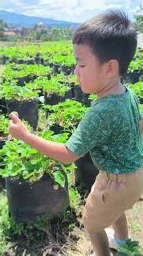 aku memetik stroberi di kebun malang #ranaimamalika #bayilucu #cipung #rayyanza