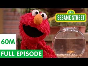 Elmo and Friends Find the Best Pet | Sesame Street Full Episode - Videos For Kids