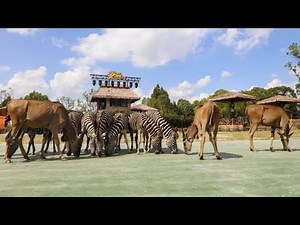 The Guangzhou chimelong safari park Guide For Everyone | A Must Visit If You're In Guangzhou