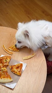 146K views · 665 reactions | Nico： I love pizza!#nico #smartnico #funny #dogsoftiktok #fyp #reels | Sonay VDO | Facebook
