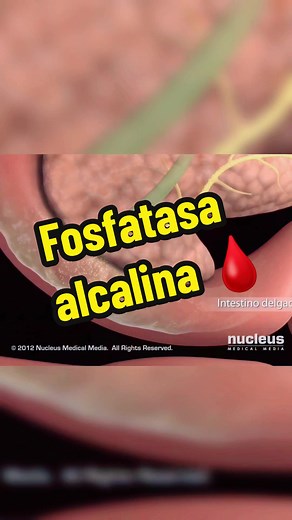 La importancia de la fosfatasa alcalina en el organismo